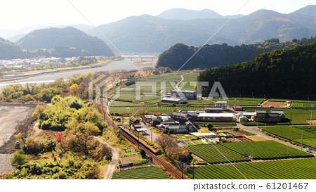 Oigawa Railway and colored leaves Oigawa Railway and colored leaves 61201467