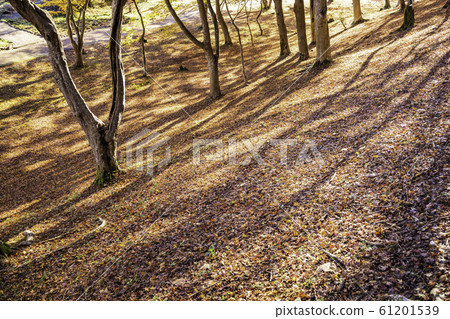 (Shizuoka) Shuzenji Nature Park Maple Forest Autumnal carpet (Shizuoka) Shuzenji Nature Park Maple Forest Autumnal carpet 61201539