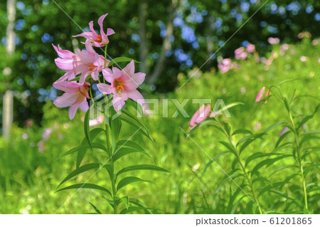 Early summer lily of the valley 61201865