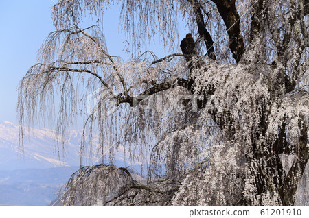 Underwater Weeping Cherry Tree Shinshu Takayama Stock Photo