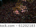 Autumn color 61202183
