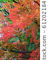 Autumn color 61202184