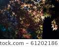 Autumn color 61202186