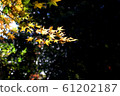 Autumn color 61202187