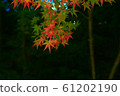 Autumn color 61202190