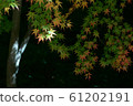 Autumn color 61202191