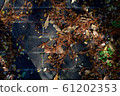 Fallen leaves  61202353