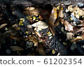 Fallen leaves  61202354