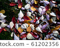 Fallen leaves  61202356