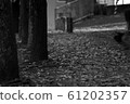 Fallen leaves  61202357