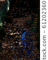 Fallen leaves  61202360
