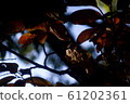 Fallen leaves  61202361