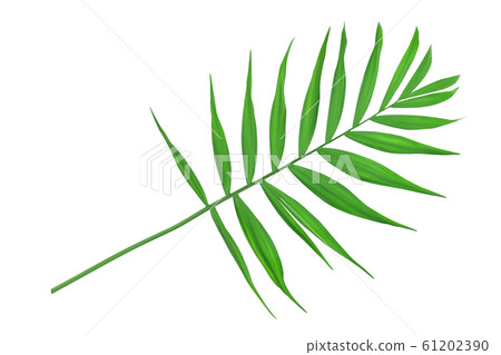 Green leaves of palm tree isolated on white background with clipping path Green leaves of palm tree isolated on white background with clipping path 61202390