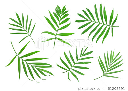 Green leaves of palm tree isolated on white background with clipping path Green leaves of palm tree isolated on white background with clipping path 61202391