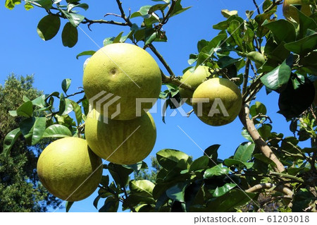 空中Bon塘樹 61203018