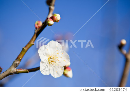 吉野公園的白梅 吉野公園的白梅 61203474