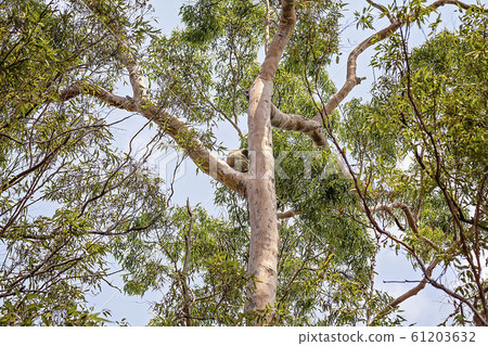 Australian Koala In Natural Habitat 61203632