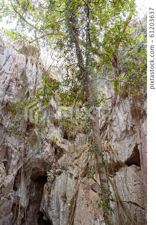 Trees Outside A Bat Cave Ecosystem 61203637