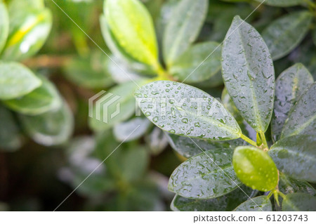 Beautiful blooming orchids in forest Beautiful blooming orchids in forest 61203743