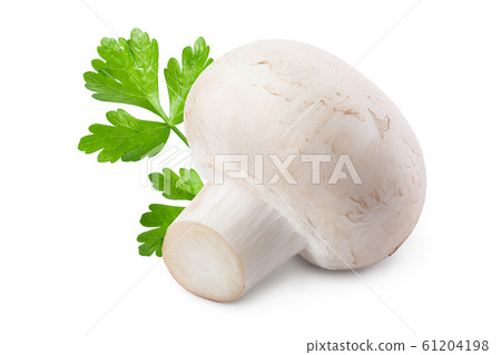 Fresh mushroom champignon isolated on white background with clipping path Fresh mushroom champignon isolated on white background with clipping path 61204198