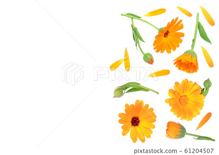 Calendula. Marigold flower isolated on white background with copy space for your text. Top view. Flat lay pattern Calendula. Marigold flower isolated on white background with copy space for your text. Top view. Flat lay pattern 61204507
