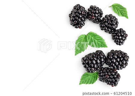 blackberry with leaf isolated on a white background. With copy space for your text. Top view. Flat lay blackberry with leaf isolated on a white background. With copy space for your text. Top view. Flat lay 61204510