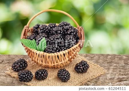 blackberry in wicker basket on the old wooden table with blurred garden background blackberry in wicker basket on the old wooden table with blurred garden background 61204511