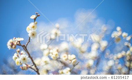 Plum blossom white plum 61205417