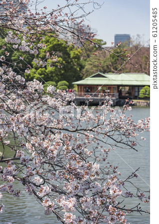 [Hama-rikyu Park] Somei Yoshino] 61205485