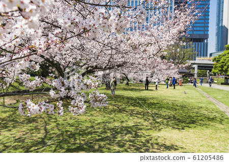 [Hama-rikyu Park] Somei Yoshino] 61205486
