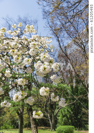 [Hamarikyu Park] 61205493
