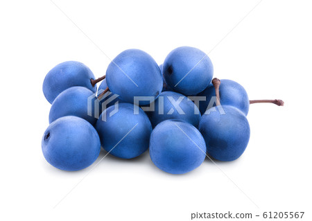 Blackthorn or Sloe berries isolated on white background. Prunus spinosa Blackthorn or Sloe berries isolated on white background. Prunus spinosa 61205567