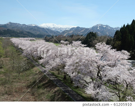 櫻桃樹行在新潟,日本 櫻桃樹行在新潟,日本 61205910
