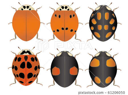 娜美瓢蟲圖案 61206050