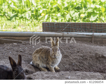 Rabbit brown whole body a little pull 61206854