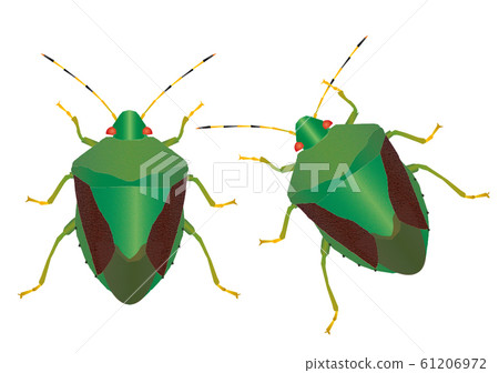 Chabanus blue bug 61206972