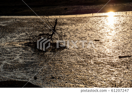 冬季水邊沼澤地日落美景 冬季水邊沼澤地日落美景 61207247