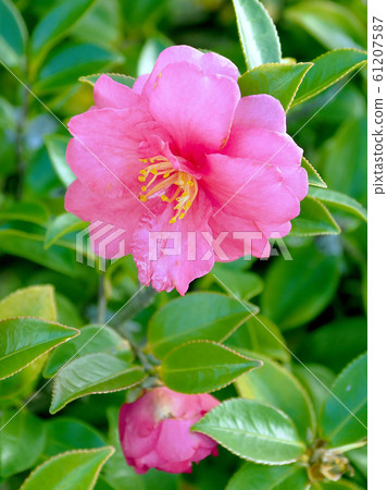 美麗的茶梅（茶梅）（自然紋理） 61207587