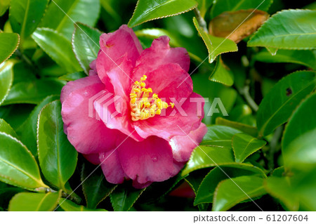 Beautiful sasanqua (sasanqua) (natural texture) Beautiful sasanqua (sasanqua) (natural texture) 61207604