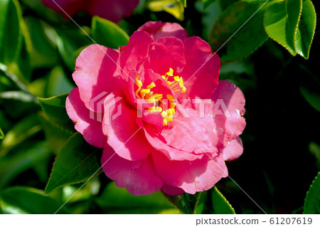 美麗的茶梅(茶梅)(自然紋理) 美麗的茶梅(茶梅)(自然紋理) 61207619