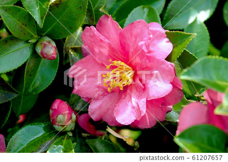 Beautiful sasanqua (sasanqua) (natural texture) Beautiful sasanqua (sasanqua) (natural texture) 61207657