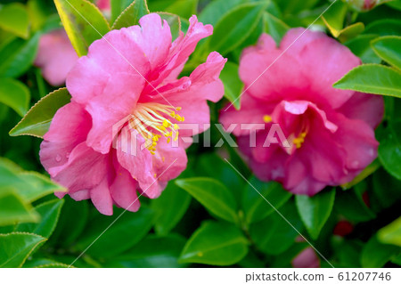 Beautiful sasanqua (sasanqua) (natural texture) Beautiful sasanqua (sasanqua) (natural texture) 61207746
