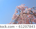 Cherry Blossoms   61207843
