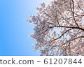 Cherry Blossoms   61207844