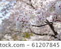 Cherry Blossoms   61207845