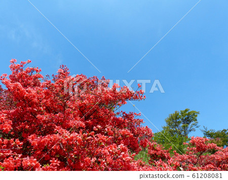 茨城高原的杜鵑花和新鮮的綠葉 茨城高原的杜鵑花和新鮮的綠葉 61208081