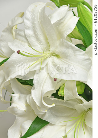 Casablanca cut flowers Casablanca cut flowers 61208759