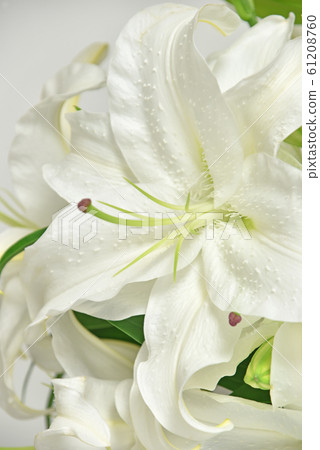 Casablanca cut flowers Casablanca cut flowers 61208760
