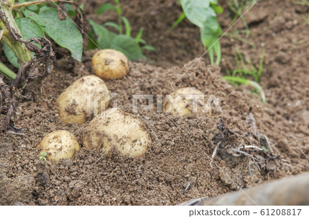 Harvesting potatoes 61208817