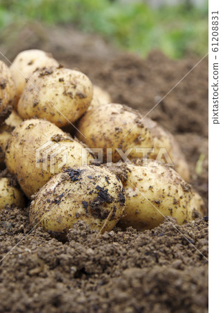 Harvesting potatoes 61208831